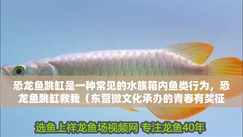 恐龍魚跳缸是一種常見的水族箱內魚類行為，恐龍魚跳缸救我（東營微文化承辦的青春有獎征文青春有獎征文大賽征文大賽）