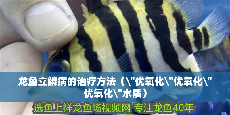 龍魚立鱗病的治療方法（\