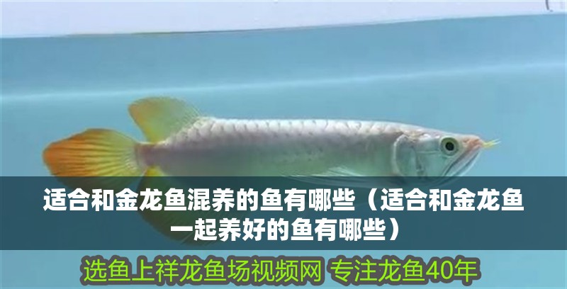 適合和金龍魚混養的魚有哪些（適合和金龍魚一起養好的魚有哪些）