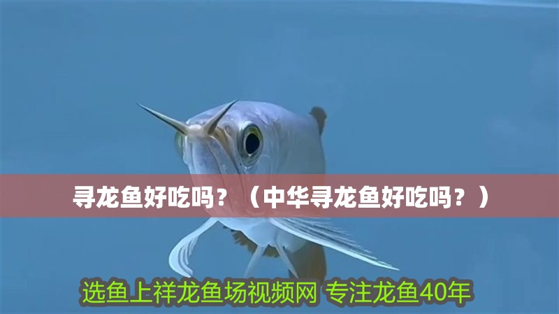 尋龍魚好吃嗎？（中華尋龍魚好吃嗎？）