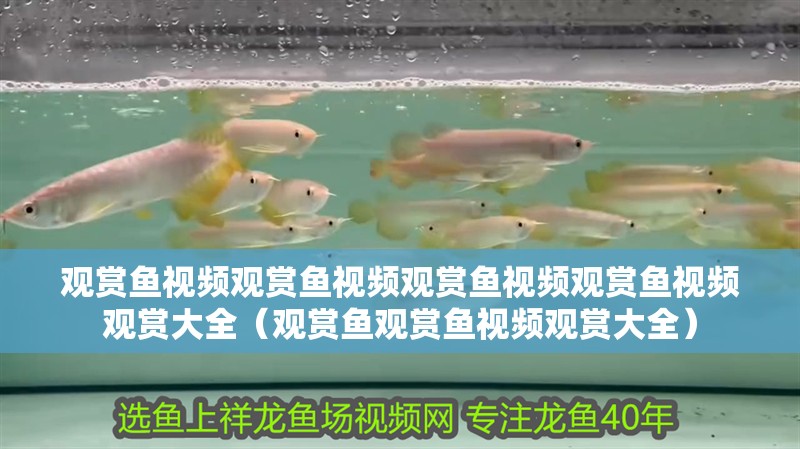觀賞魚視頻觀賞魚視頻觀賞魚視頻觀賞魚視頻觀賞大全（觀賞魚觀賞魚視頻觀賞大全）