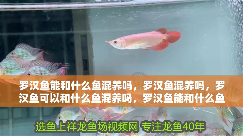 羅漢魚能和什么魚混養(yǎng)嗎，羅漢魚混養(yǎng)嗎，羅漢魚可以和什么魚混養(yǎng)嗎，羅漢魚能和什么魚混養(yǎng)嗎