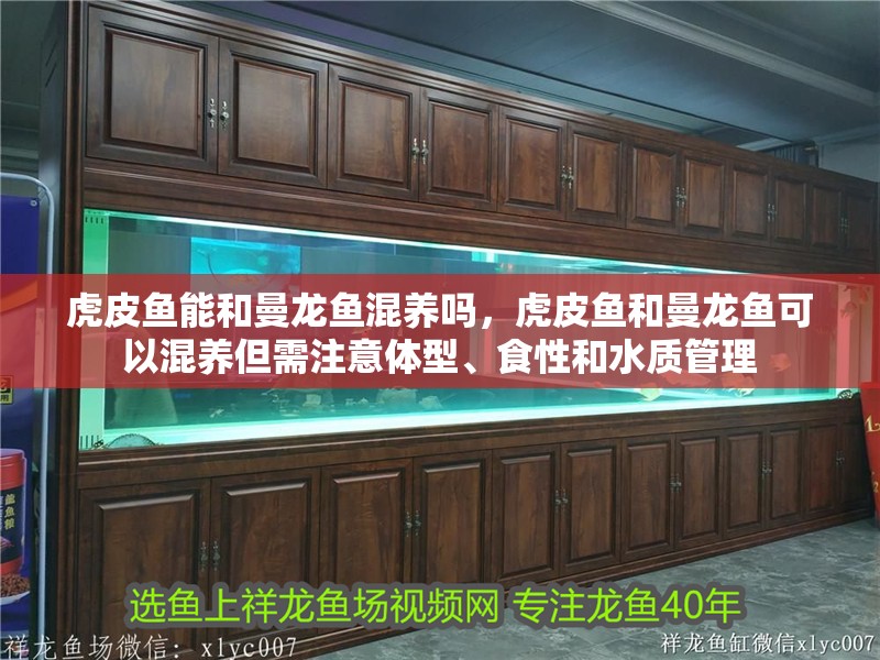 虎皮魚能和曼龍魚混養(yǎng)嗎，虎皮魚和曼龍魚可以混養(yǎng)但需注意體型、食性和水質(zhì)管理