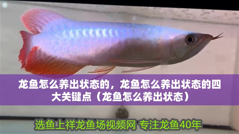 龍魚怎么養出狀態的，龍魚怎么養出狀態的四大關鍵點（龍魚怎么養出狀態）
