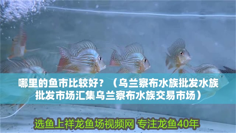 哪里的魚市比較好？（烏蘭察布水族批發(fā)水族批發(fā)市場匯集烏蘭察布水族交易市場）
