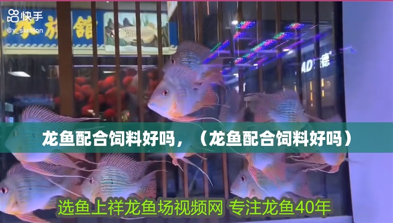 龍魚配合飼料好嗎，（龍魚配合飼料好嗎）