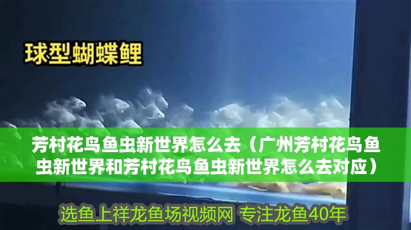 芳村花鳥魚蟲新世界怎么去（廣州芳村花鳥魚蟲新世界和芳村花鳥魚蟲新世界怎么去對應）