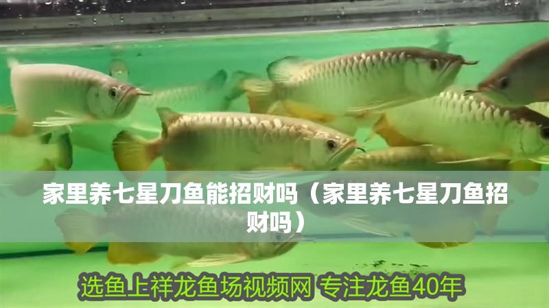 家里養七星刀魚能招財嗎（家里養七星刀魚招財嗎）