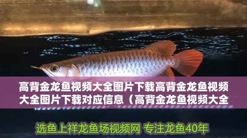 高背金龍魚視頻大全圖片下載高背金龍魚視頻大全圖片下載對應(yīng)信息（高背金龍魚視頻大全圖片）