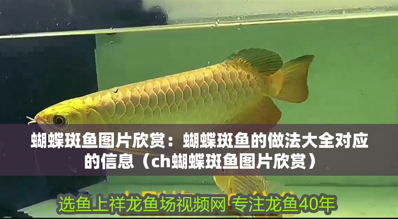 蝴蝶斑魚圖片欣賞：蝴蝶斑魚的做法大全對應的信息（ch蝴蝶斑魚圖片欣賞）