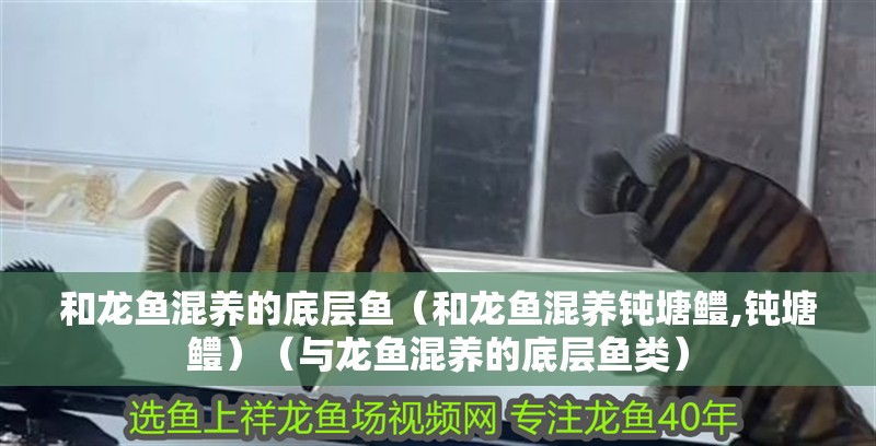 和龍魚混養的底層魚(和龍魚混養鈍塘鱧,鈍塘鱧)(與龍魚混養的底層魚類) 觀賞魚百科 第2張 和龍魚混養的底層魚(和龍魚混養鈍塘鱧,鈍塘鱧)(與龍魚混養的底層魚類) 和龍魚混養的底層魚(和龍魚混養鈍塘鱧,鈍塘鱧)(與龍魚混養的底層魚類) 觀賞魚百科 第2張