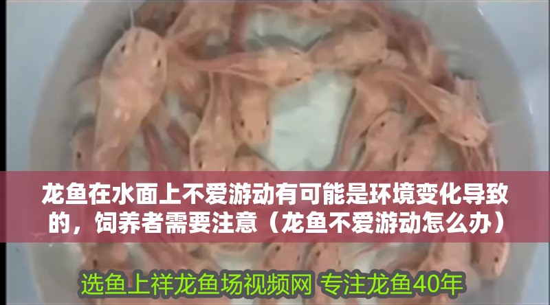 龍魚在水面上不愛游動有可能是環境變化導致的，飼養者需要注意（龍魚不愛游動怎么辦）