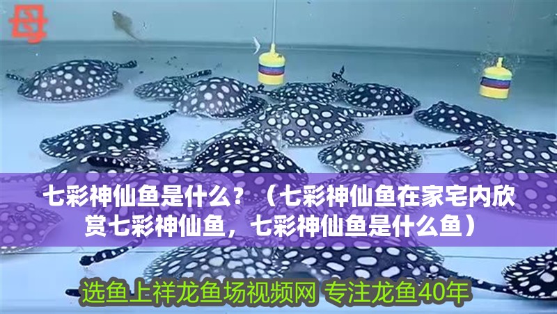 七彩神仙魚是什么？（七彩神仙魚在家宅內欣賞七彩神仙魚，七彩神仙魚是什么魚）
