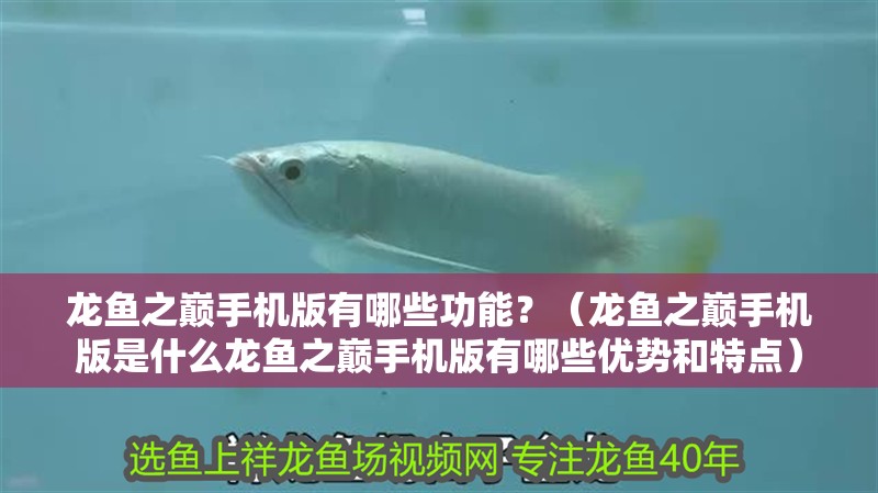 龍魚之巔手機版有哪些功能？（龍魚之巔手機版是什么龍魚之巔手機版有哪些優勢和特點）