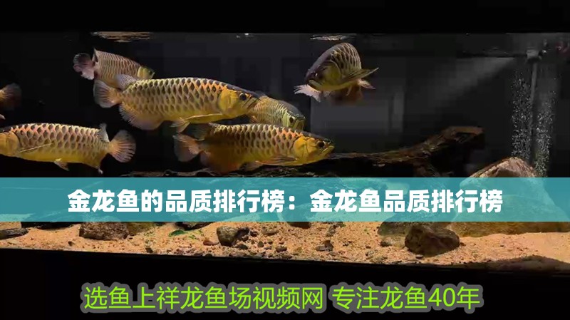 金龍魚的品質(zhì)排行榜：金龍魚品質(zhì)排行榜