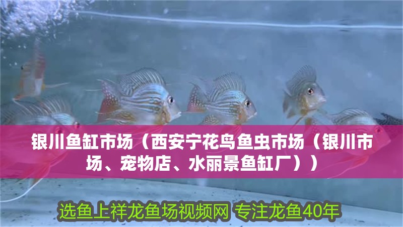 銀川魚缸市場（西安寧花鳥魚蟲市場（銀川市場、寵物店、水麗景魚缸廠））
