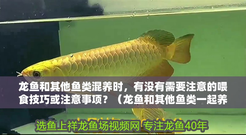 龍魚和其他魚類混養時，有沒有需要注意的喂食技巧或注意事項？（龍魚和其他魚類一起養，應該如何控制喂食量，避免過度喂食？）