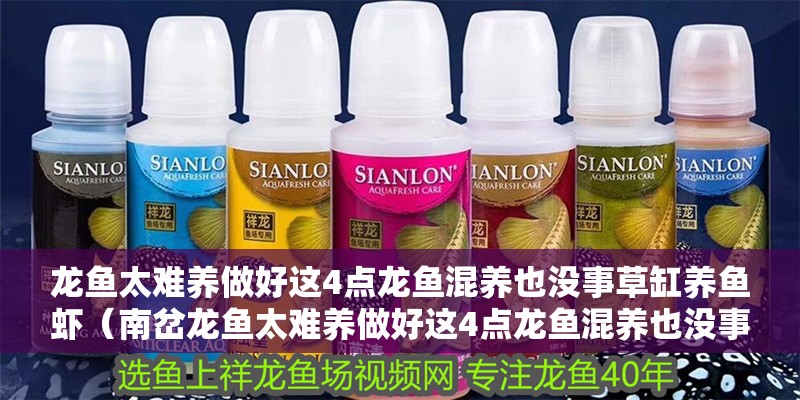 龍魚太難養(yǎng)做好這4點龍魚混養(yǎng)也沒事草缸養(yǎng)魚蝦（南岔龍魚太難養(yǎng)做好這4點龍魚混養(yǎng)也沒事草缸養(yǎng)魚蝦）