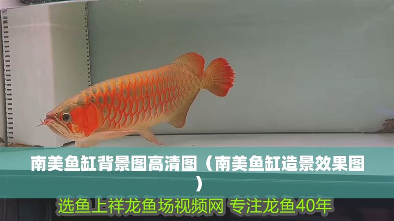 南美魚缸背景圖高清圖（南美魚缸造景效果圖）
