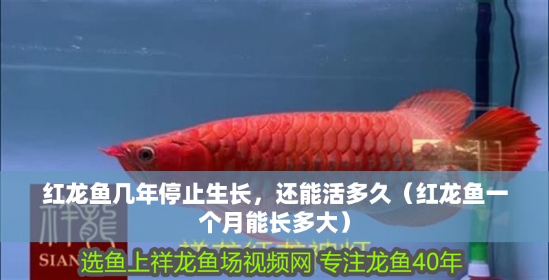 紅龍魚幾年停止生長，還能活多久（紅龍魚一個月能長多大）