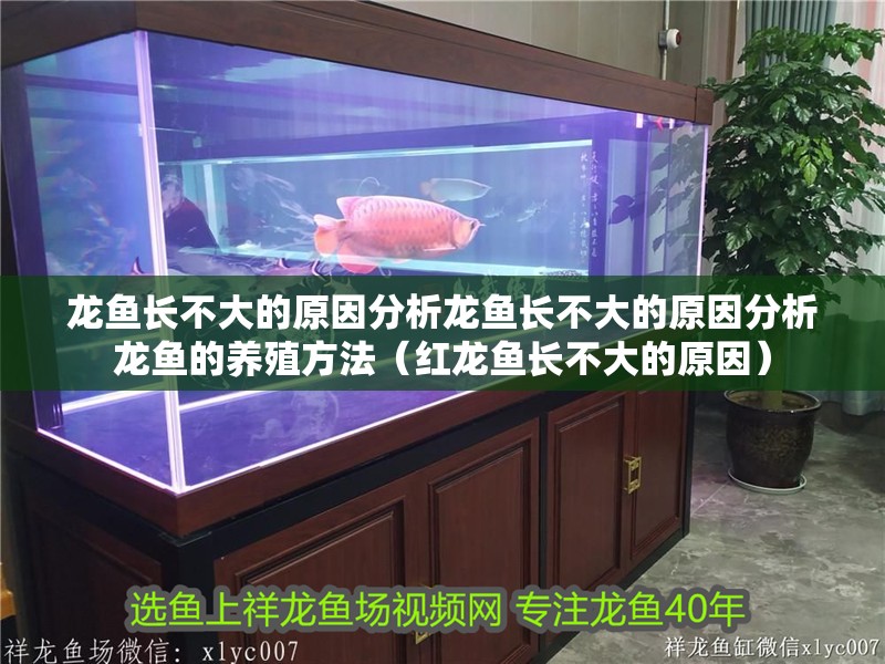 龍魚長不大的原因分析龍魚長不大的原因分析龍魚的養殖方法（紅龍魚長不大的原因）