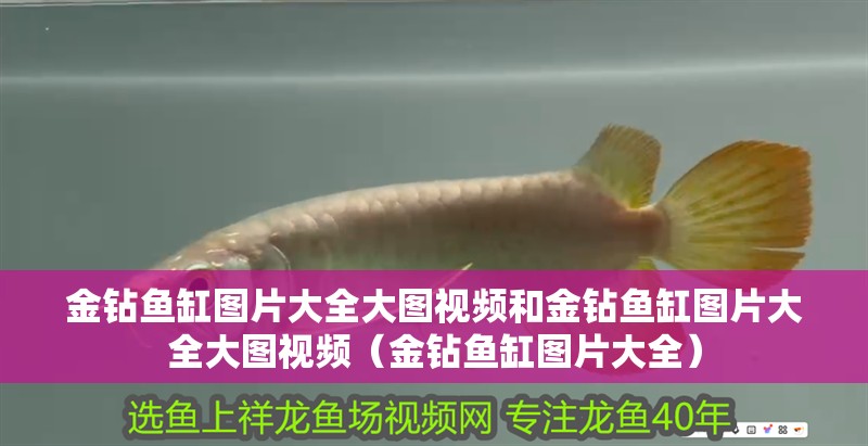 金鉆魚缸圖片大全大圖視頻和金鉆魚缸圖片大全大圖視頻（金鉆魚缸圖片大全）