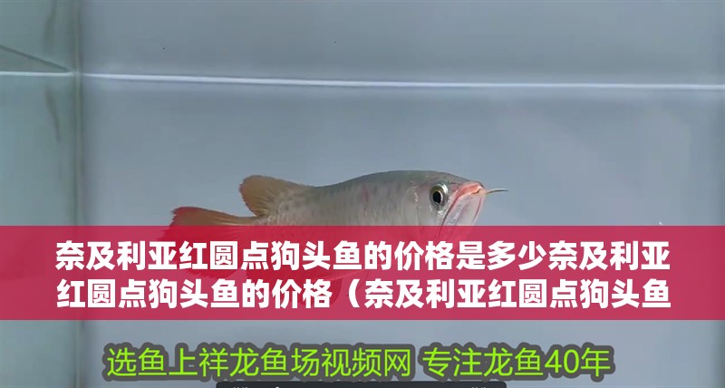 奈及利亞紅圓點(diǎn)狗頭魚的價(jià)格是多少奈及利亞紅圓點(diǎn)狗頭魚的價(jià)格（奈及利亞紅圓點(diǎn)狗頭魚）