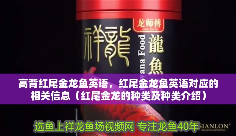 高背紅尾金龍魚英語，紅尾金龍魚英語對應(yīng)的相關(guān)信息（紅尾金龍的種類及種類介紹）