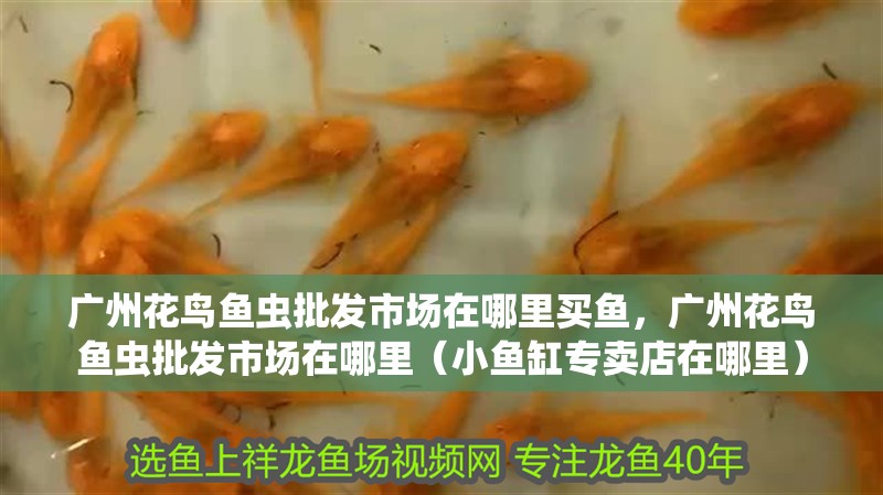 廣州花鳥魚蟲批發(fā)市場在哪里買魚，廣州花鳥魚蟲批發(fā)市場在哪里（小魚缸專賣店在哪里）