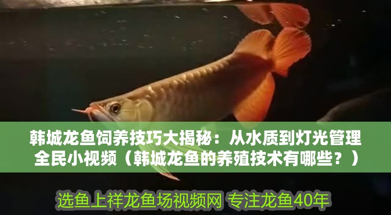 韓城龍魚飼養(yǎng)技巧大揭秘：從水質(zhì)到燈光管理全民小視頻（韓城龍魚的養(yǎng)殖技術(shù)有哪些？）