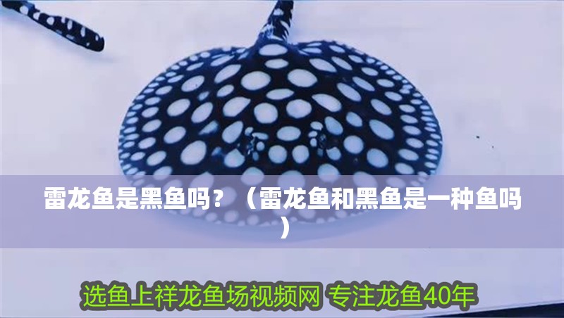 雷龍魚是黑魚嗎？（雷龍魚和黑魚是一種魚嗎）