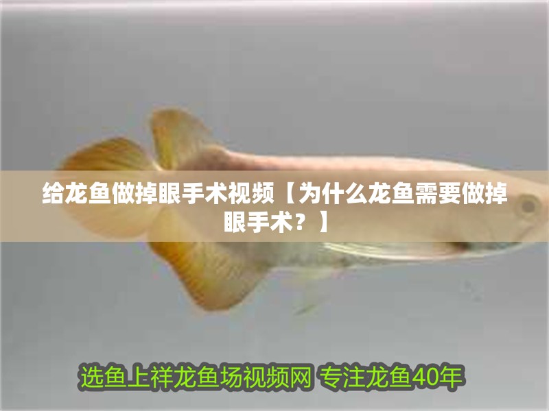 給龍魚做掉眼手術(shù)視頻【為什么龍魚需要做掉眼手術(shù)？】