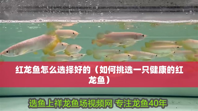 紅龍魚怎么選擇好的（如何挑選一只健康的紅龍魚）