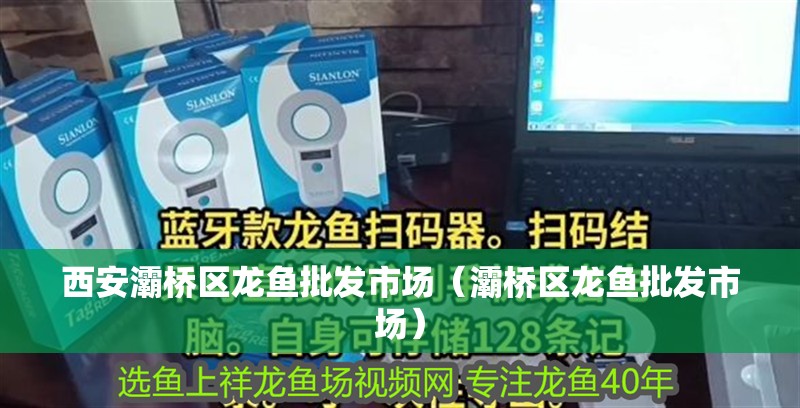 西安灞橋區龍魚批發市場（灞橋區龍魚批發市場）