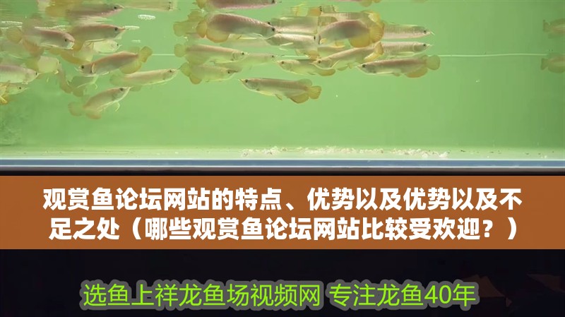 觀賞魚論壇網(wǎng)站的特點(diǎn)、優(yōu)勢(shì)以及優(yōu)勢(shì)以及不足之處（哪些觀賞魚論壇網(wǎng)站比較受歡迎？）