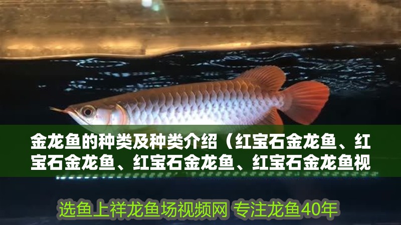 金龍魚的種類及種類介紹（紅寶石金龍魚、紅寶石金龍魚、紅寶石金龍魚、紅寶石金龍魚視頻）
