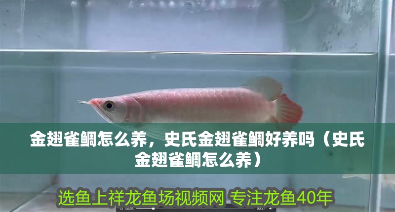 金翅雀鯛怎么養(yǎng)，史氏金翅雀鯛好養(yǎng)嗎（史氏金翅雀鯛怎么養(yǎng)）
