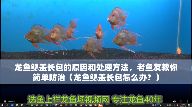 龍魚鰓蓋長包的原因和處理方法，老魚友教你簡單防治（龍魚鰓蓋長包怎么辦？）