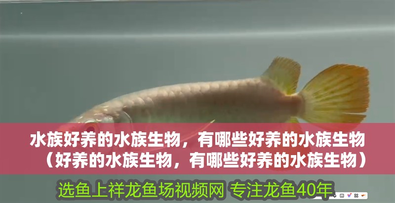 水族好養(yǎng)的水族生物，有哪些好養(yǎng)的水族生物（好養(yǎng)的水族生物，有哪些好養(yǎng)的水族生物）