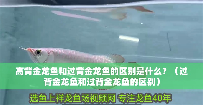 高背金龍魚和過背金龍魚的區別是什么？（過背金龍魚和過背金龍魚的區別）