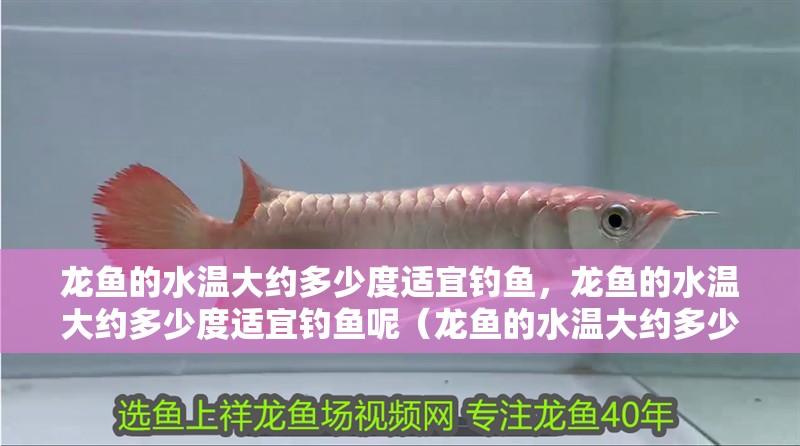 龍魚的水溫大約多少度適宜釣魚，龍魚的水溫大約多少度適宜釣魚呢（龍魚的水溫大約多少度適宜釣魚）