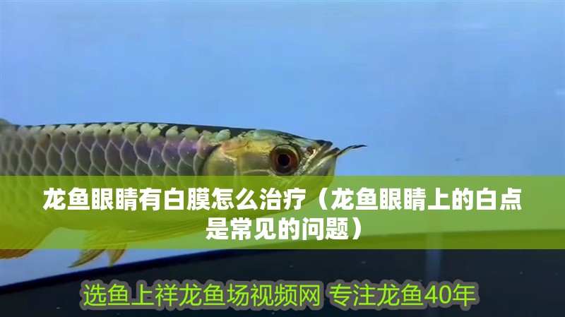 龍魚眼睛有白膜怎么治療（龍魚眼睛上的白點(diǎn)是常見的問題）