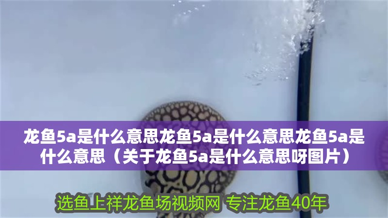 龍魚5a是什么意思龍魚5a是什么意思龍魚5a是什么意思（關(guān)于龍魚5a是什么意思呀圖片）