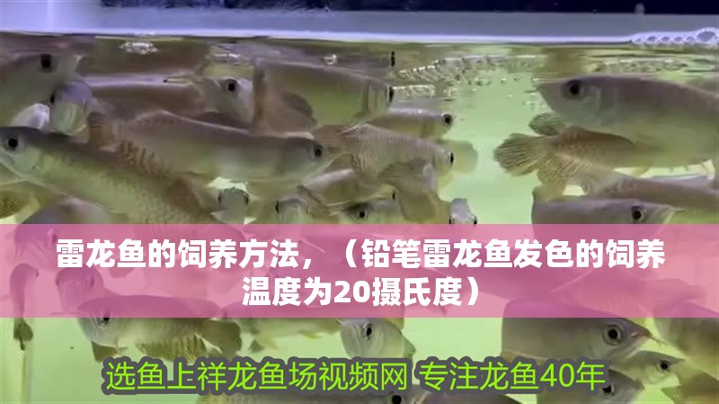 雷龍魚的飼養(yǎng)方法，（鉛筆雷龍魚發(fā)色的飼養(yǎng)溫度為20攝氏度）