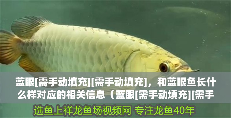 藍(lán)眼[需手動(dòng)填充][需手動(dòng)填充]，和藍(lán)眼魚長(zhǎng)什么樣對(duì)應(yīng)的相關(guān)信息（藍(lán)眼[需手動(dòng)填充][需手動(dòng)填充]和藍(lán)眼魚長(zhǎng)什么樣）