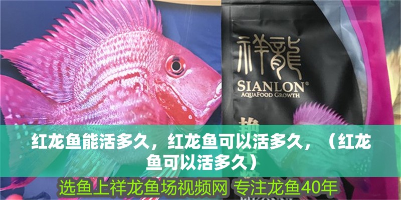 紅龍魚能活多久，紅龍魚可以活多久，（紅龍魚可以活多久）