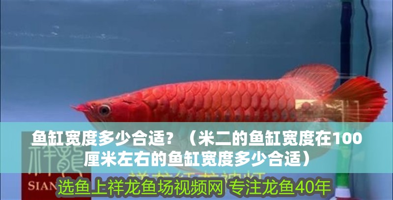 魚缸寬度多少合適？（米二的魚缸寬度在100厘米左右的魚缸寬度多少合適）