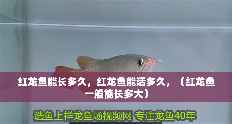 紅龍魚(yú)能長(zhǎng)多久，紅龍魚(yú)能活多久，（紅龍魚(yú)一般能長(zhǎng)多大）