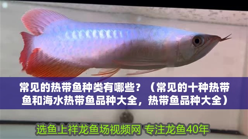 常見(jiàn)的熱帶魚(yú)種類(lèi)有哪些？（常見(jiàn)的十種熱帶魚(yú)和海水熱帶魚(yú)品種大全，熱帶魚(yú)品種大全）