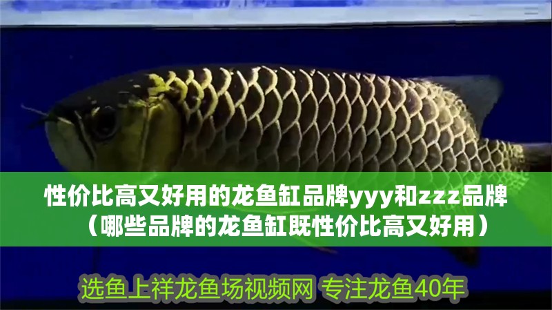 性價比高又好用的龍魚缸品牌yyy和zzz品牌（哪些品牌的龍魚缸既性價比高又好用）